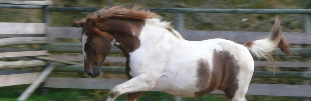 cropped-cheval2-ranch-tashunka.jpg