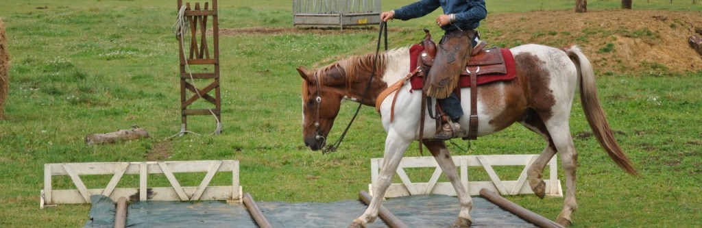 cropped-entrainement-cheval-ranch-tashunka.jpg